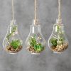 Decoratiune suspendabila din sticla, cu plante si LED Earth Verde, Modele Asortate, H12 cm