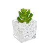 Planta artificiala suculenta in ghiveci sticla decorat cu piatra alba 5 cm x 5 cm x 10 h - Decorer
