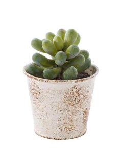 Planta artificiala suculenta verde in ghiveci metal alb patinat vintage 10 cm x 10 cm x 11 h - Decorer