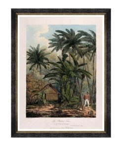 Tablou Framed Art Trees Of Krakatoa - The Plantain Tree, 60 x 80 cm